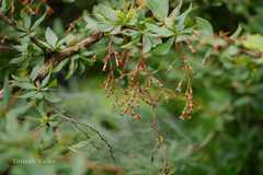 Berberis chitria